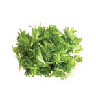Coastline Summer Crisp Lettuce (Batavia)
