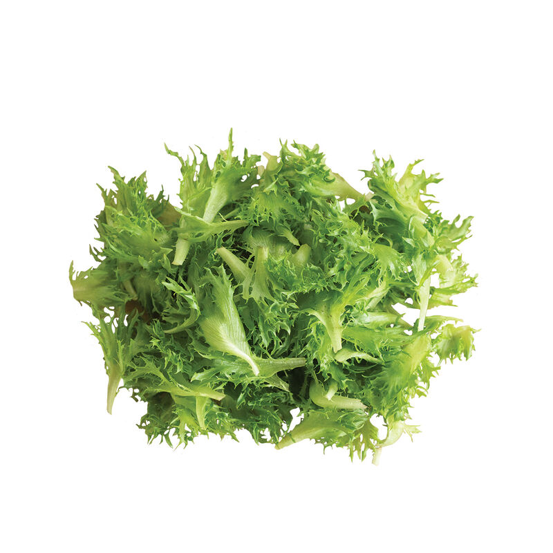 Coastline Summer Crisp Lettuce (Batavia)