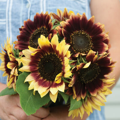 Florenza Tall Sunflowers