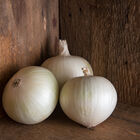 Sierra Blanca Full-Size Onions