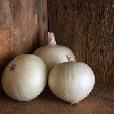 Sierra Blanca Full-Size Onions