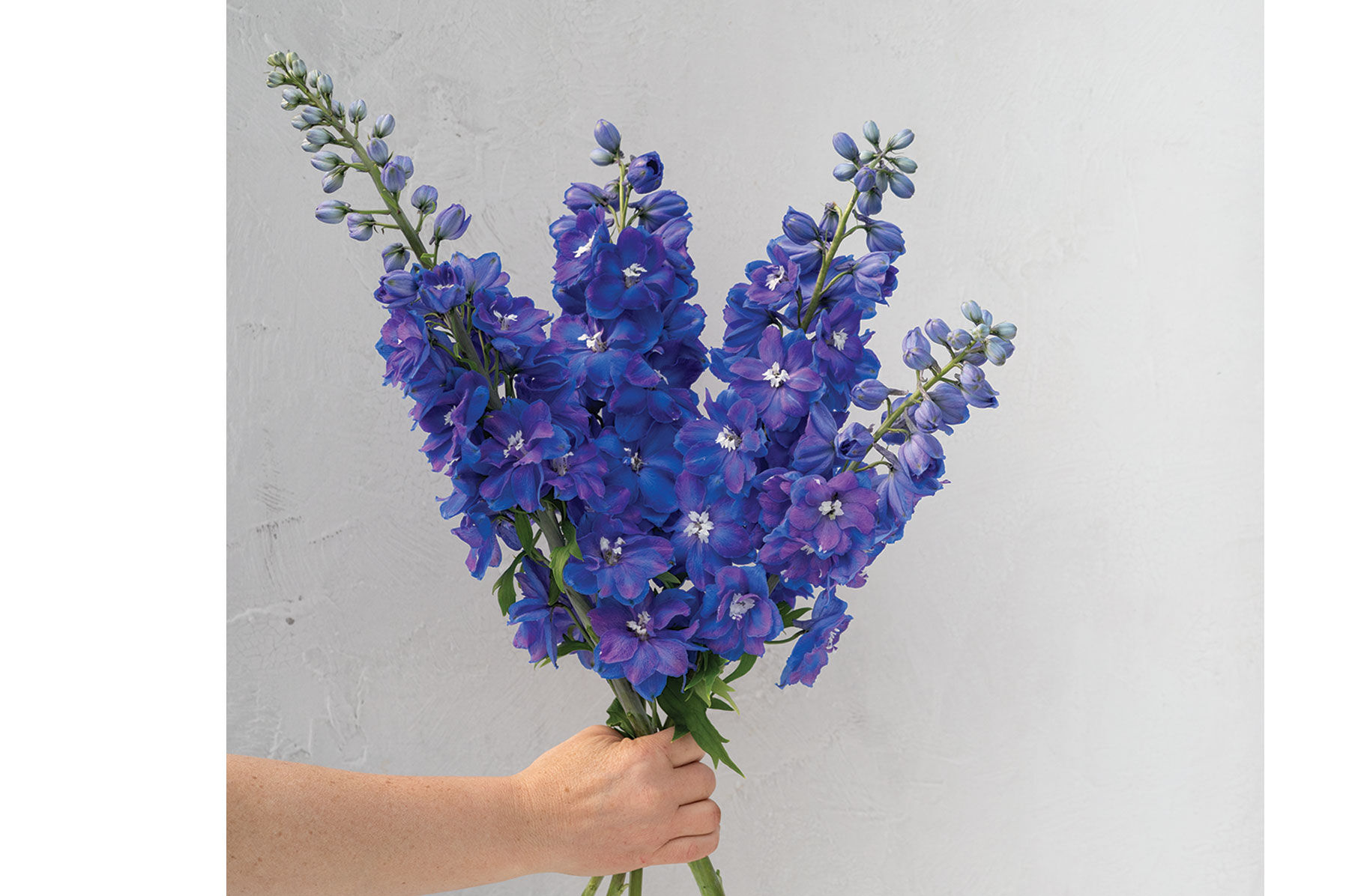 Guardian Blue Delphinium
