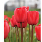 Red Impression Tulips