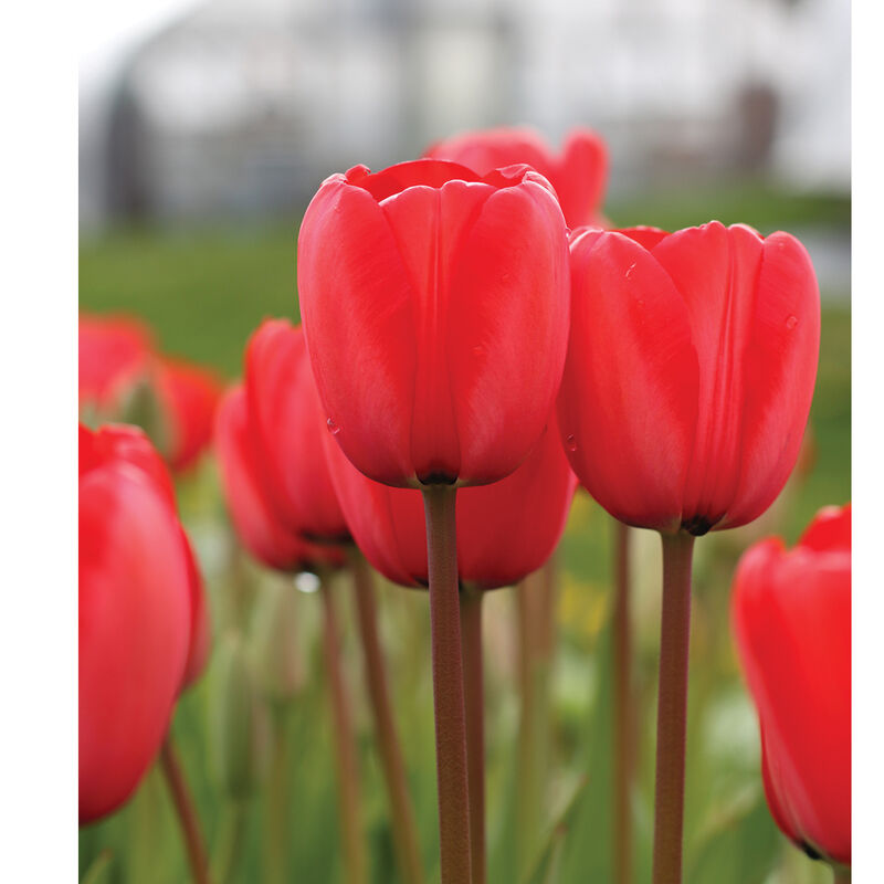 Red Impression Tulips