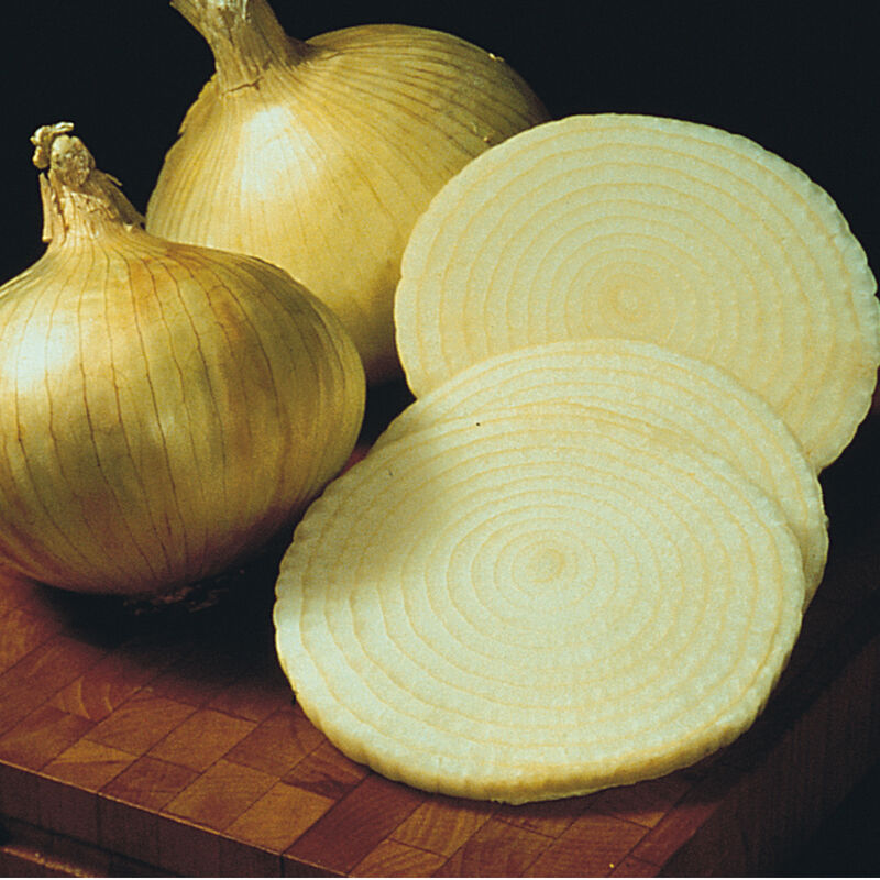 Yellow Granex Onion Plants