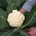 Song TJS-65 Green Stem Cauliflower