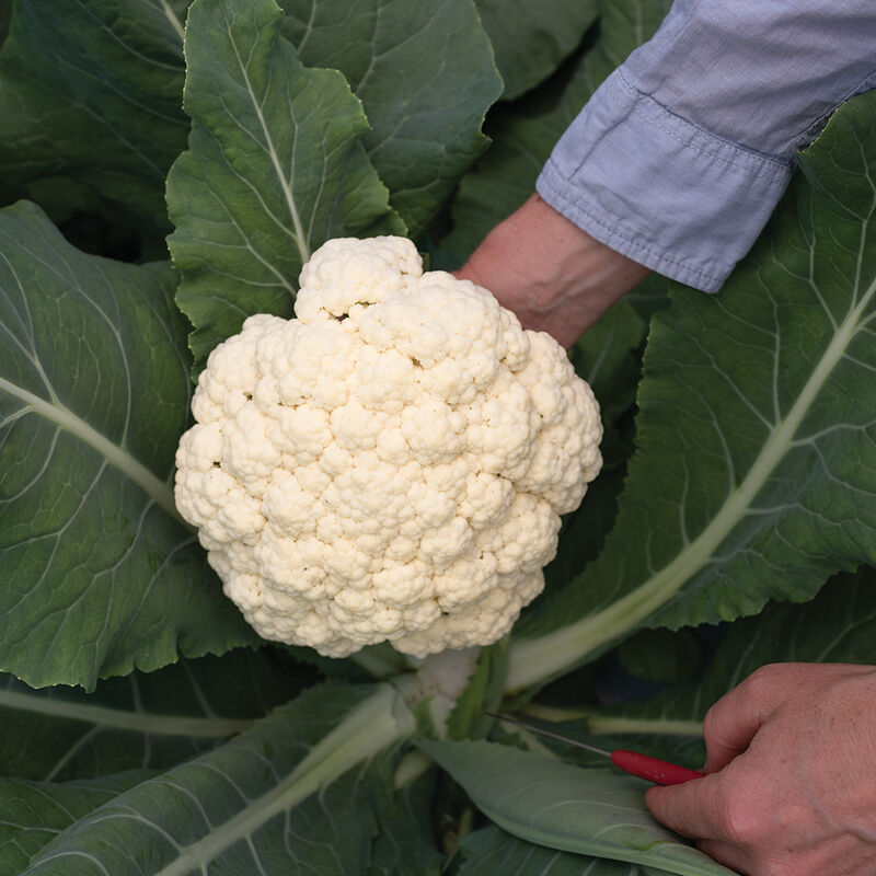 Song TJS-65 Green Stem Cauliflower