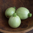 Cue Ball Summer Squash