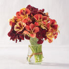 Bloody Mary Nasturtium