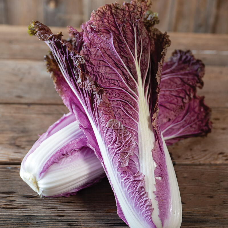 Red Trumpet Chinese Cabbage
