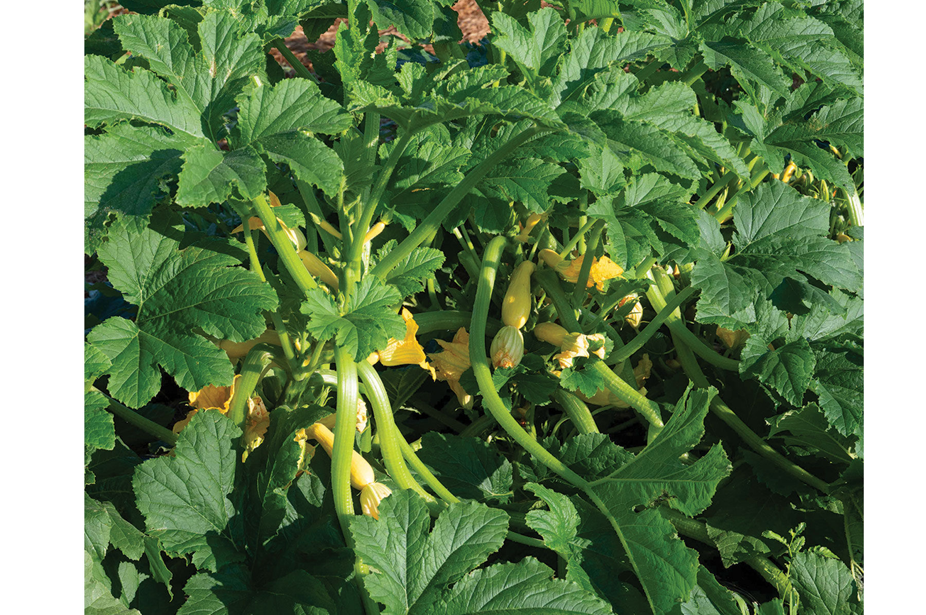 Johnny's Selected Seeds Multipik Summer Squash Seed - Thumbnail 2