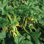 Multipik Summer Squash