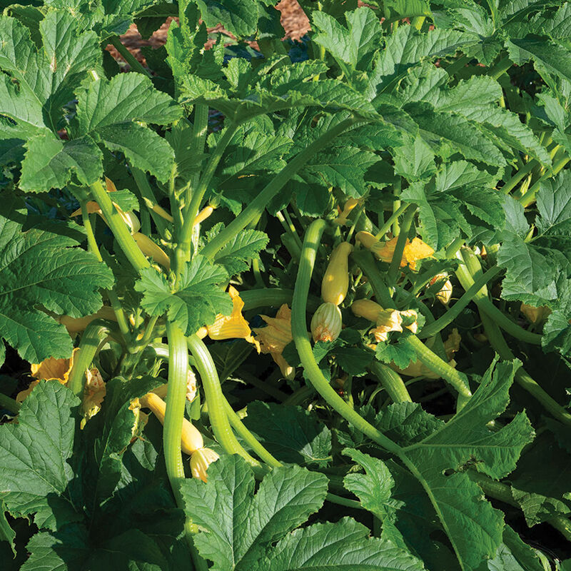Multipik Summer Squash