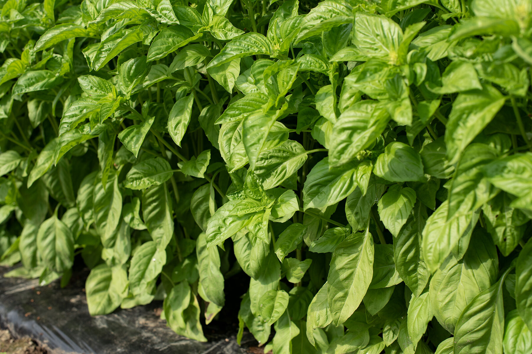 Newton Basil