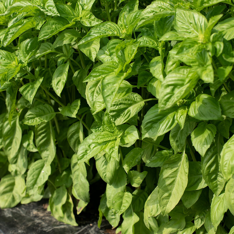 Newton Newton Basil
