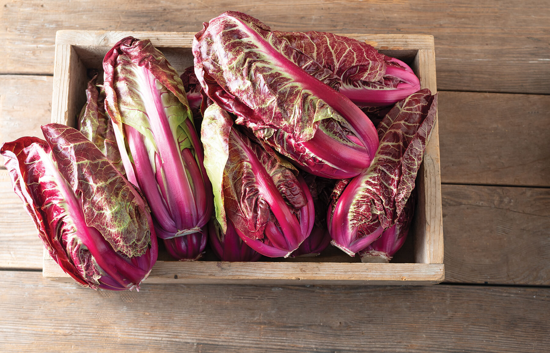 Radicchio Seeds - Organic Varieties | Johnny's Selected Seeds