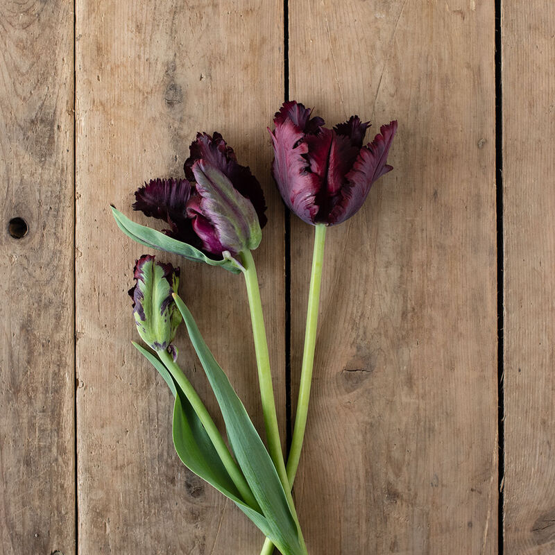 Tulipa black parrot - bulbes à fleurs x14 - tulipe perruche