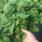 Prospera® Italian Large Leaf DMR (ILL2) Prospera® Italian Large Leaf DMR (ILL2)