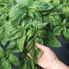 Prospera® Italian Large Leaf DMR (ILL2) Italian Large Leaf Basil