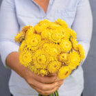 Golden Yellow Golden Yellow Strawflower