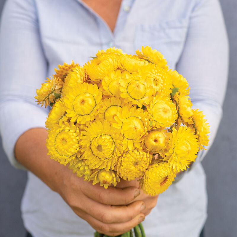 Golden Yellow Golden Yellow Strawflower