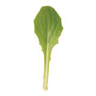 Parris Island Romaine Lettuce (Cos)
