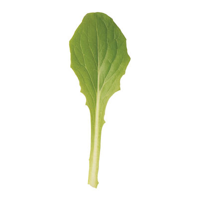 Parris Island Romaine Lettuce (Cos)