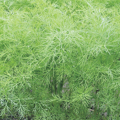 Green Sleeves Dill