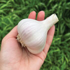 Chesnok Red Garlic