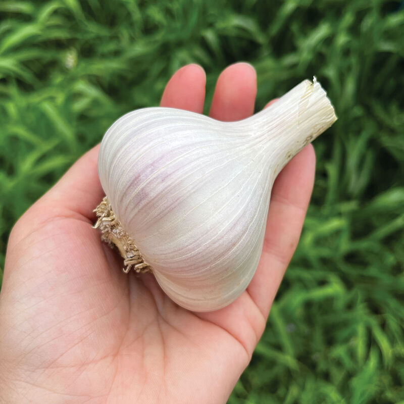 Chesnok Red Garlic