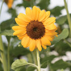 Vincent®s Choice Vincent®s Choice Tall Sunflowers