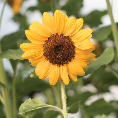 Vincent®s Choice Vincent®s Choice Tall Sunflowers