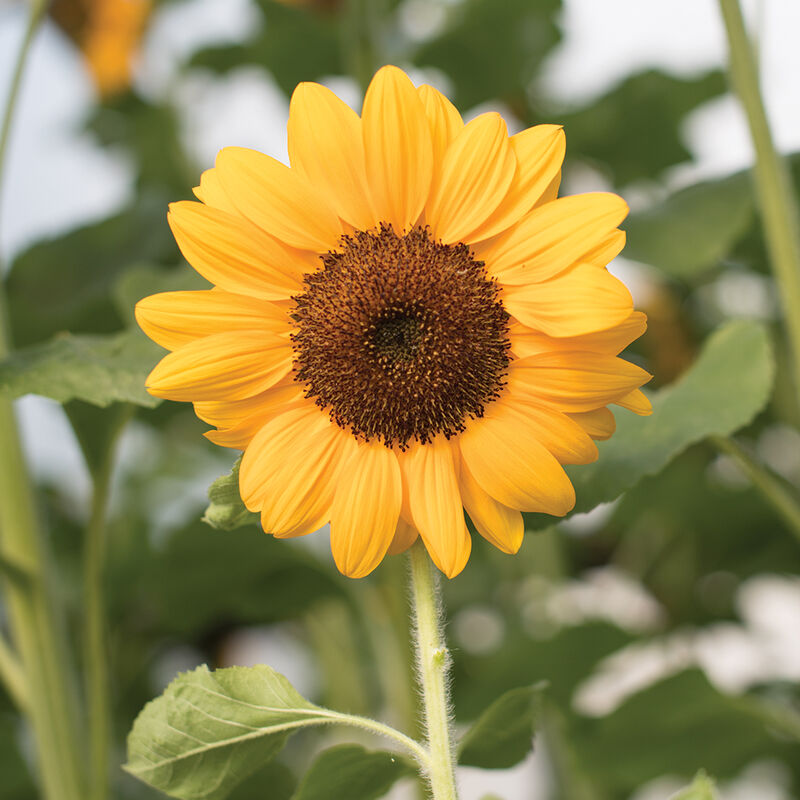 Vincent®s Choice Tall Sunflowers