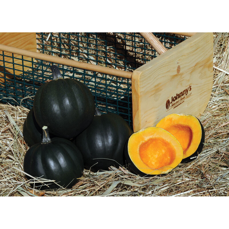 Honey Bear Winter Squash