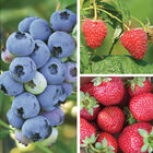 Berry Lover's Collection Fruit Plants