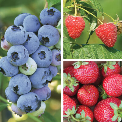 Berry Lover's Collection Fruit Plants