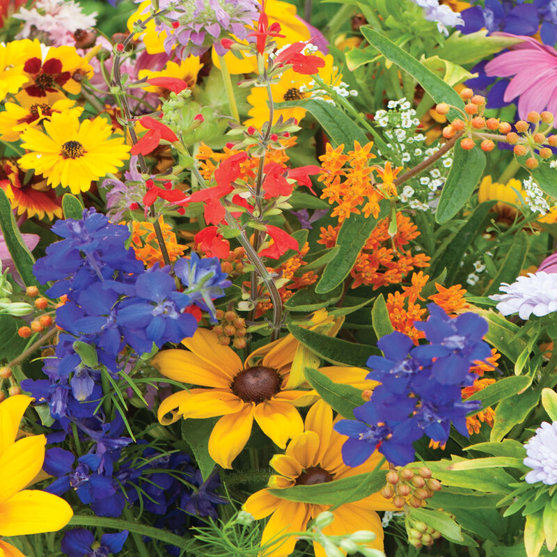 Butterfly and Hummingbird Mix Flower Collections and Mixes