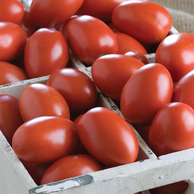 Granadero Paste Tomatoes