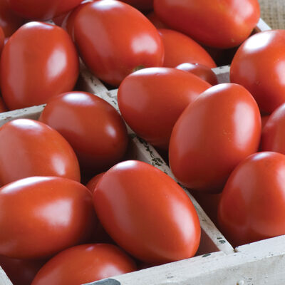 Granadero Granadero Paste Tomatoes