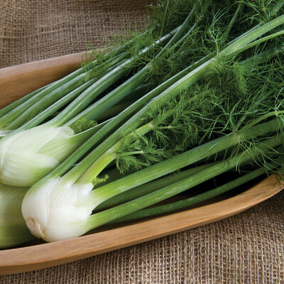 Orion Fennel