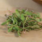 Chard, Pink Stem Microgreen Vegetables