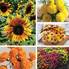 Bright & Easy Blooms Collections