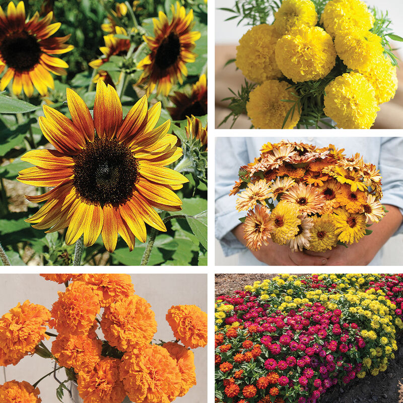 Bright & Easy Blooms Collections