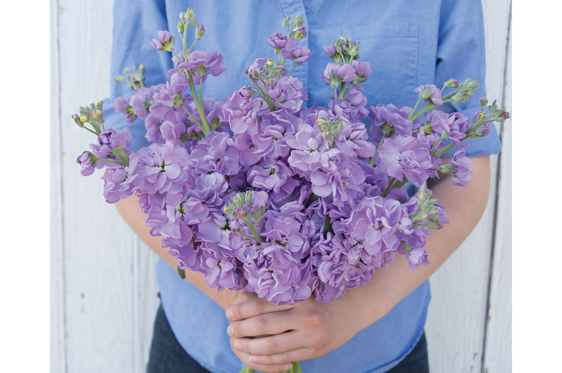 Katz Lavender Blue Stock