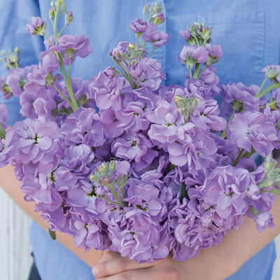 Katz Lavender Blue Katz Lavender Blue Stock