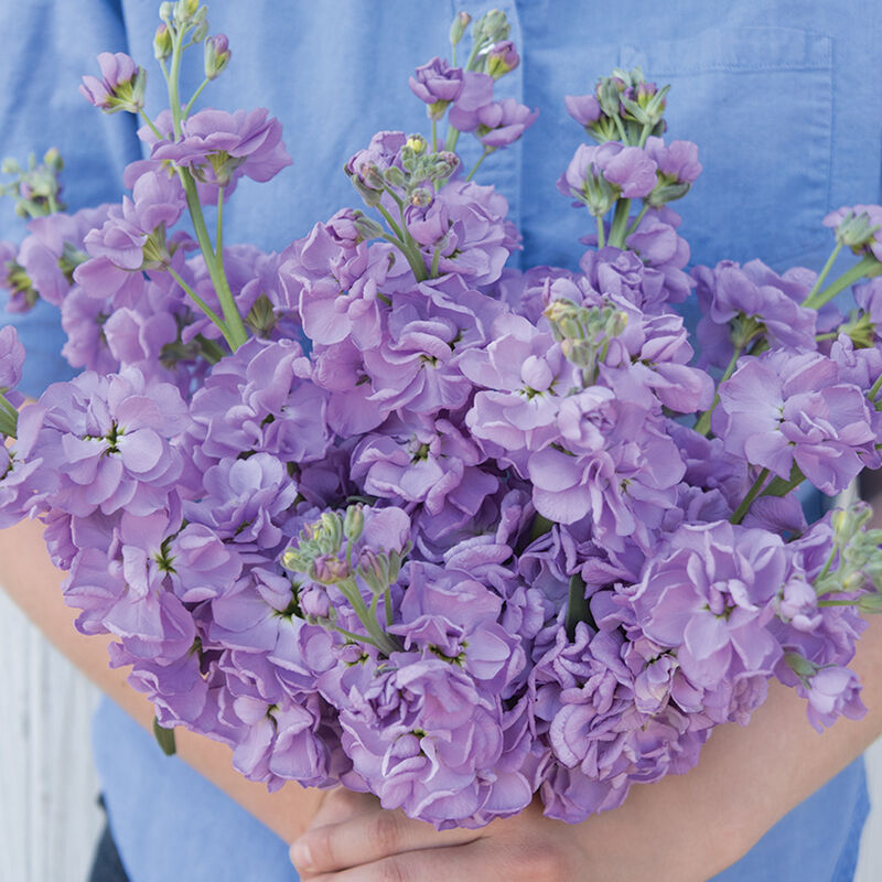 Katz Lavender Blue Katz Lavender Blue Stock