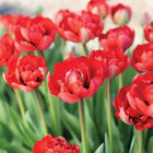 Miranda Tulips