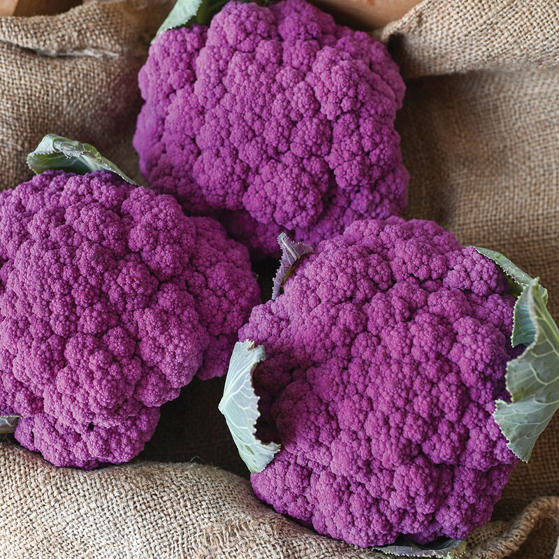 Purple Moon Standard Cauliflower