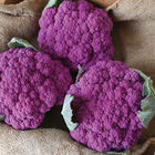 Purple Moon Standard Cauliflower