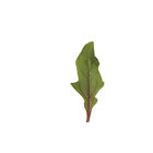 Red Snapper Smooth-Leaf Spinach